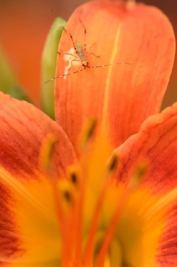 Day Lily photos - Countryside Families