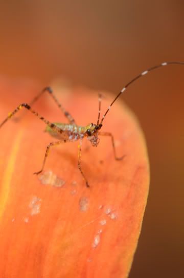 Day Lily photos - Countryside Families