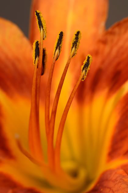 Day Lily photos - Countryside Families