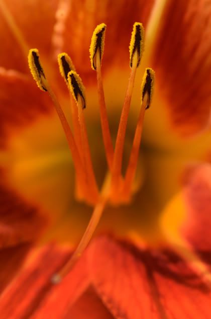 Day Lily photos - Countryside Families