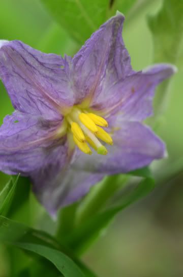 Day Lily photos - Countryside Families