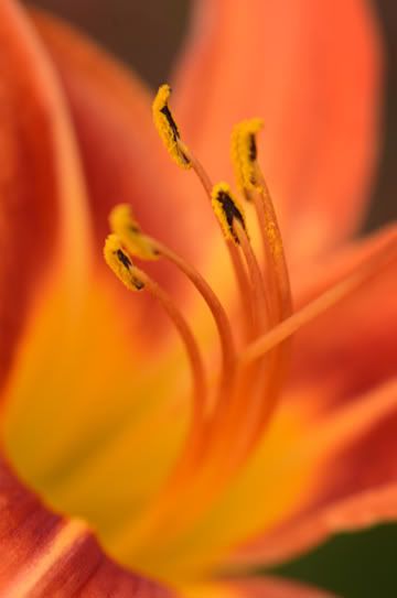 Day Lily photos - Countryside Families
