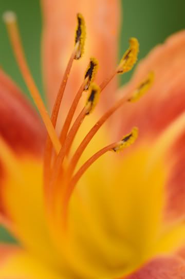 Day Lily photos - Countryside Families