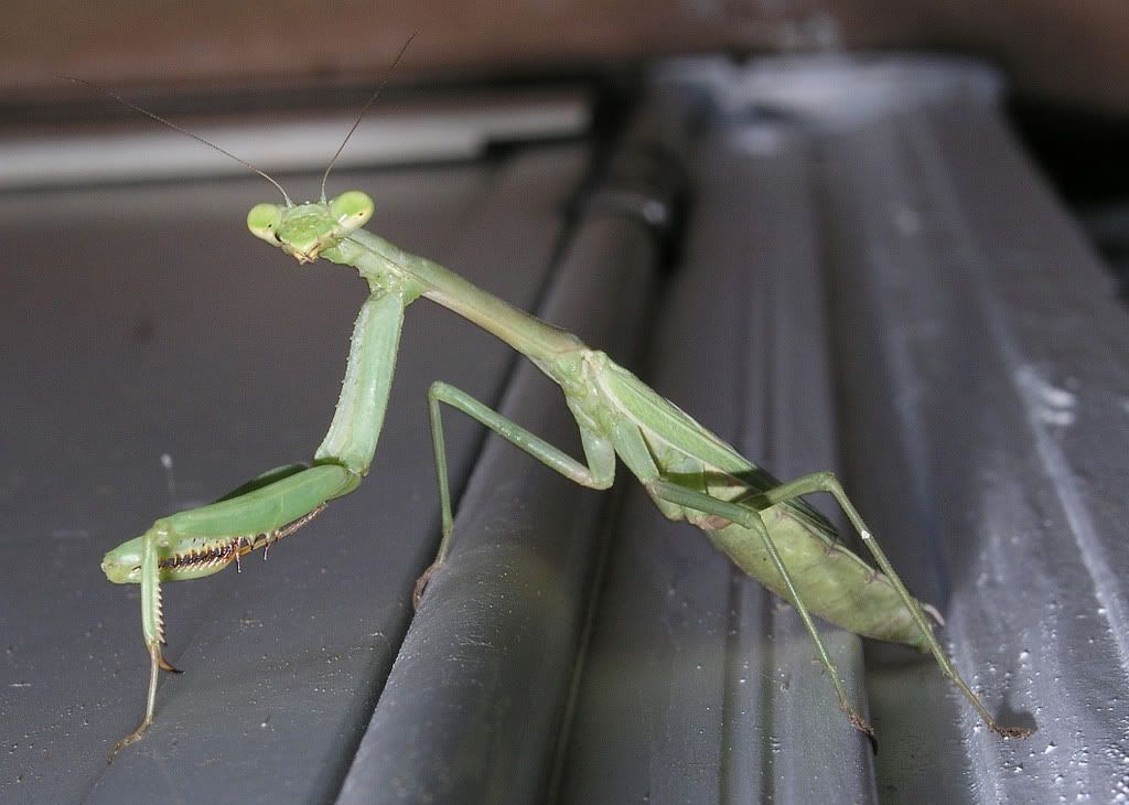 A praying thread - Homesteading Questions