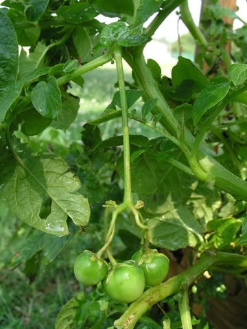 Potato Berries