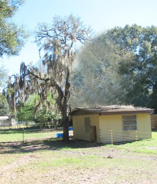 Cost of having a tree service remove big oak? - Homesteading Questions