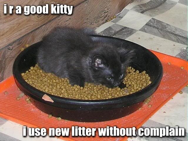 cat macro: good kitty uses new litter Pictures, Images and Photos