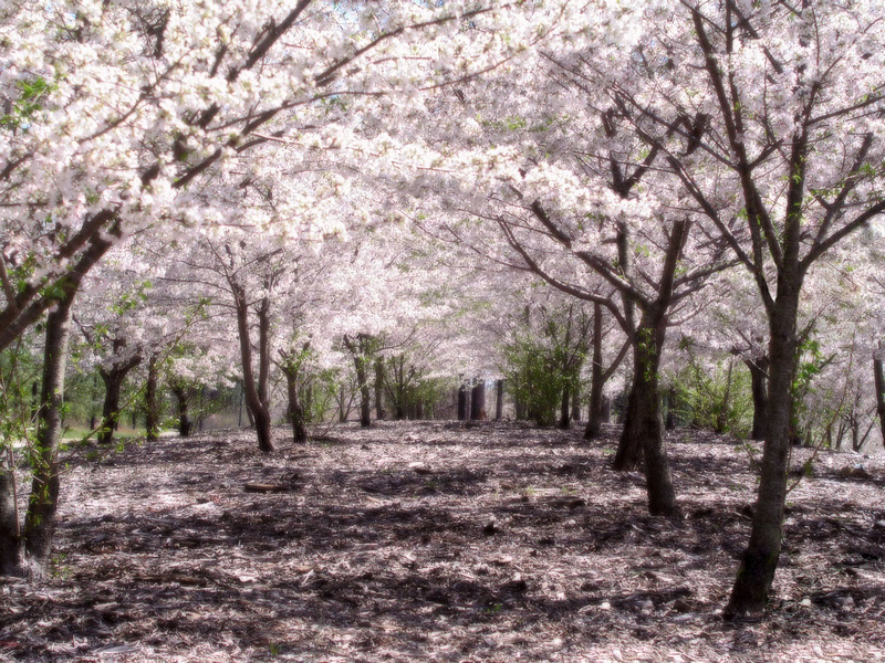 cherry tree blossom japan. Cherry Tree Blossom