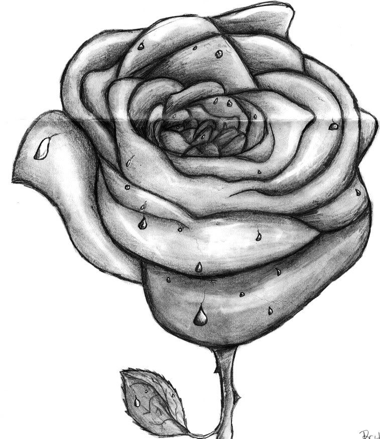 red rose drawing. Red Rose Drawing Inspiration