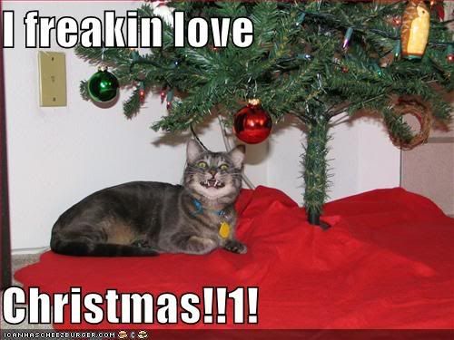 funny-pictures-cat-loves-christmas.jpg christmas image by enightshade999