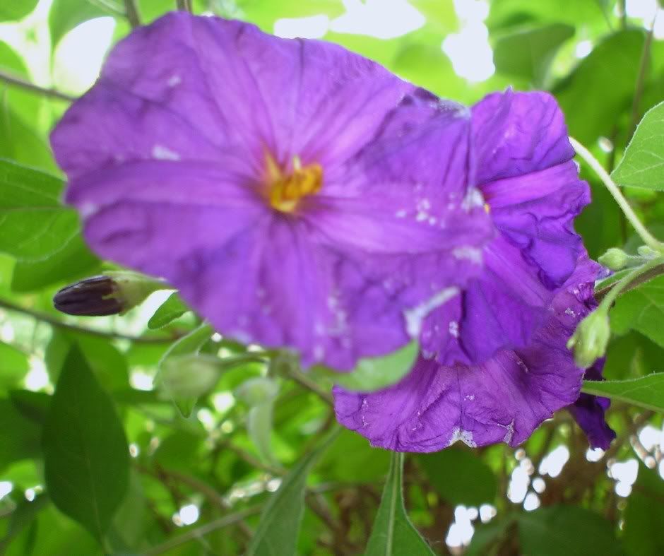 potatoe tree flower 0708 Pictures, Images and Photos