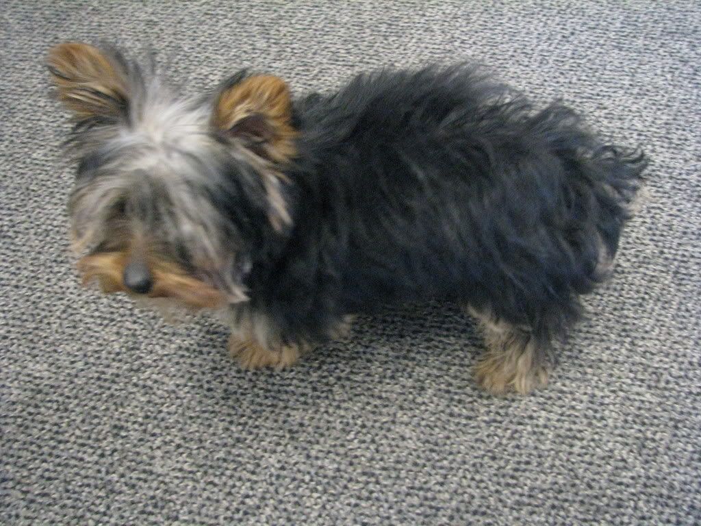 What Does It Mean When A Yorkie Puppy Has Thin White Patch Of Hair