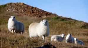 Greeland Sheep Are Fatter