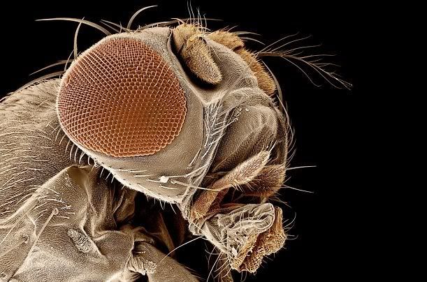 Макрофотки насекомых (11 фото)