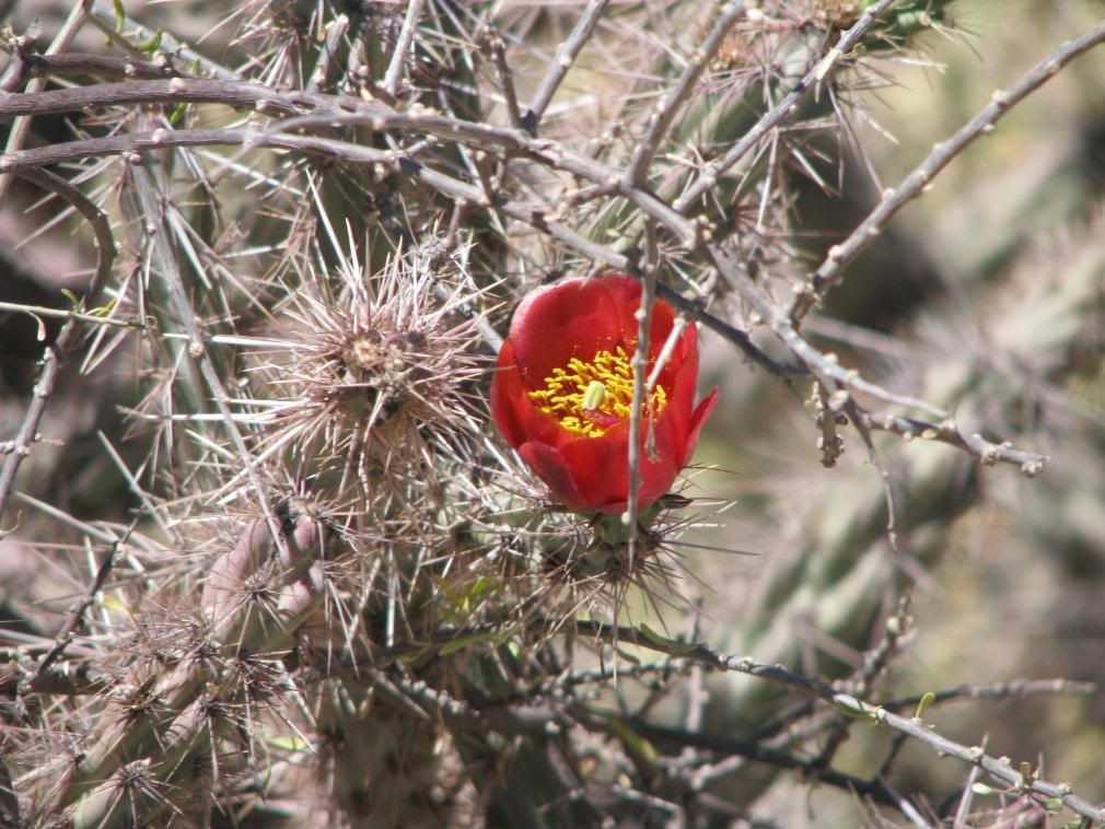 Cactus in bloom