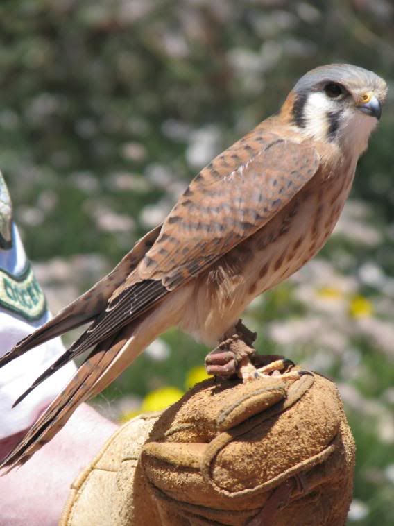 Kestrel 3