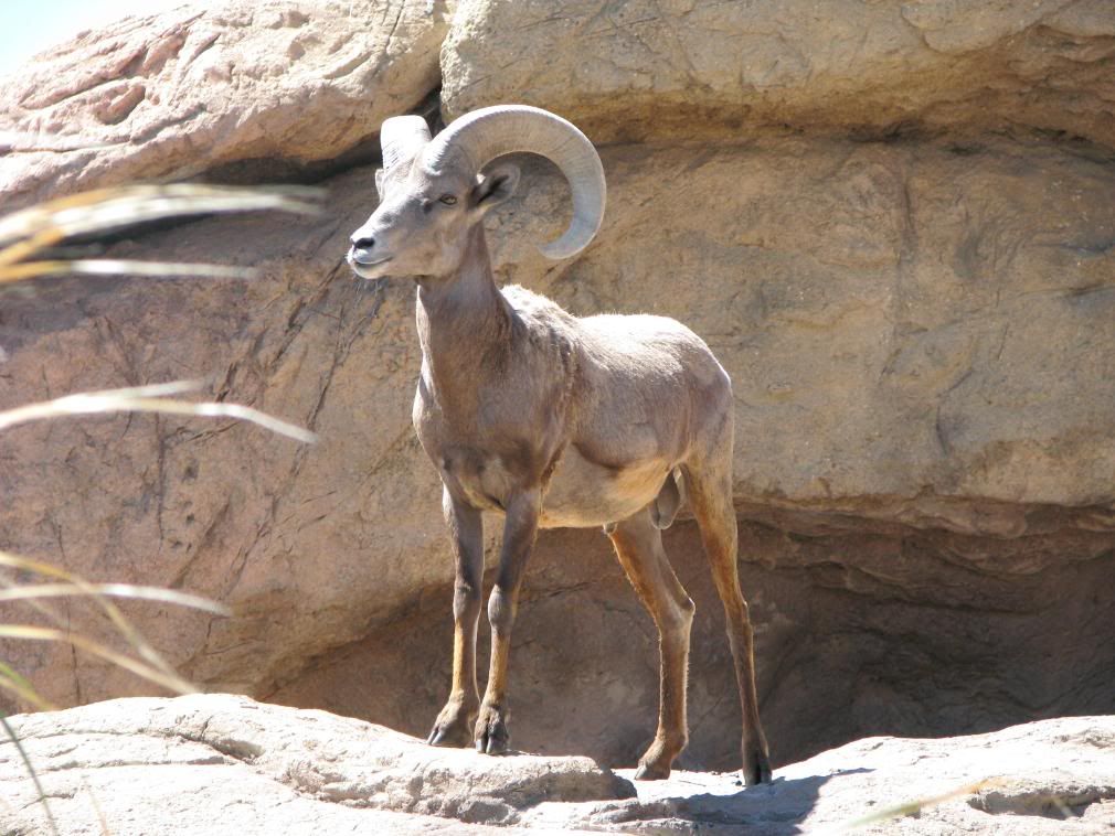 Sheep 2