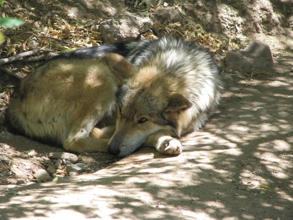 Wolf 1