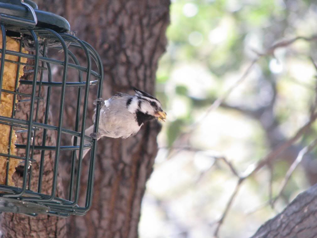 bridled titmouse