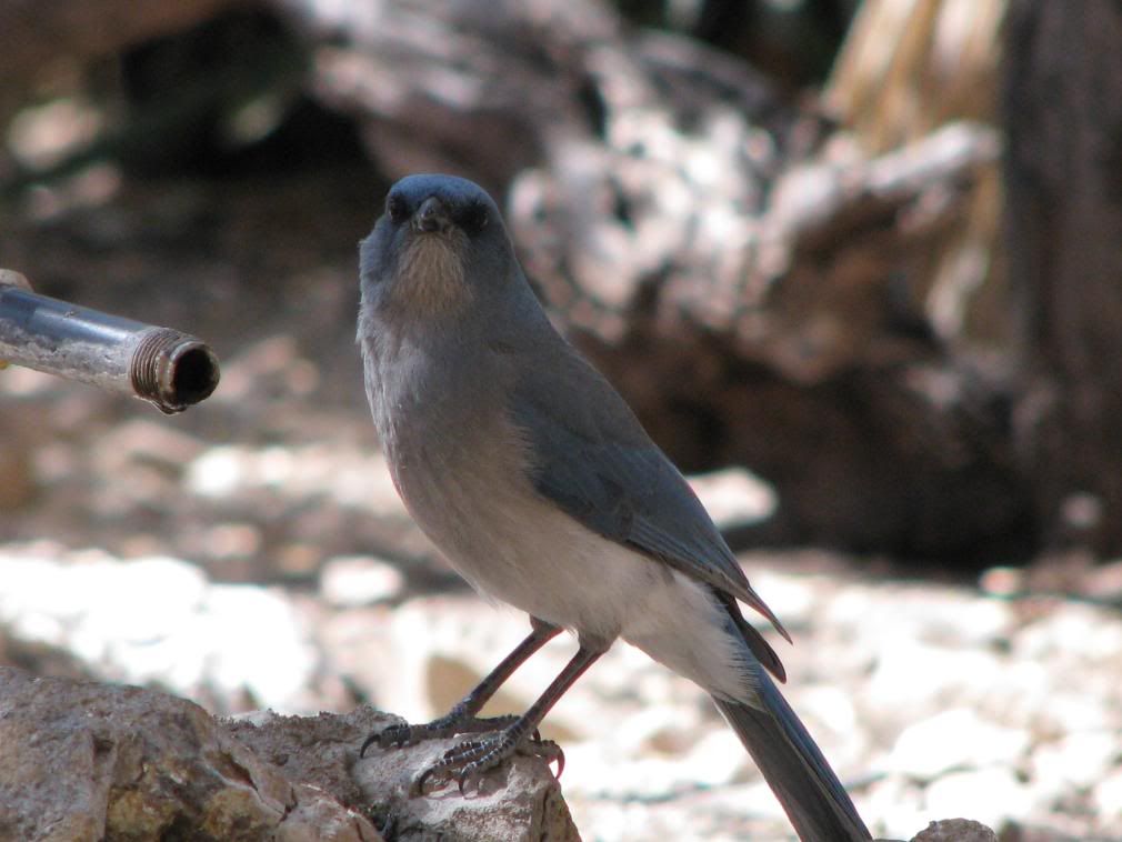 mexican jay 2