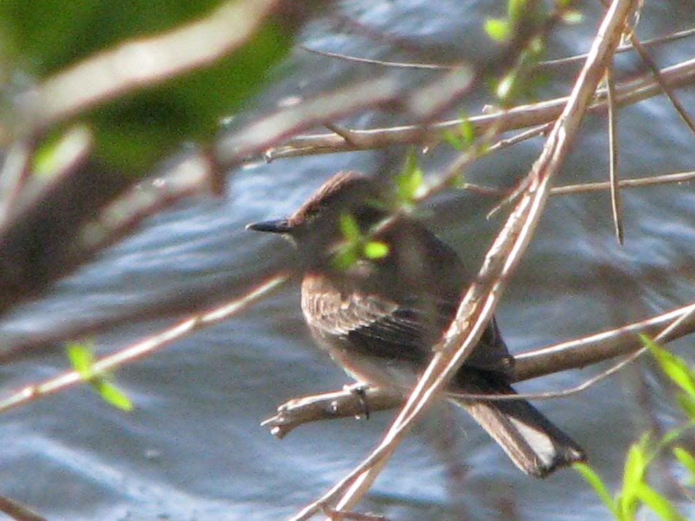 black phoebe 4