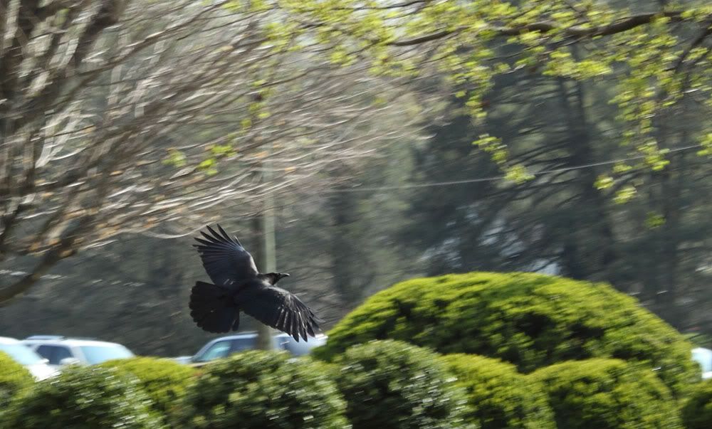 IMAGE: http://i182.photobucket.com/albums/x75/gawain33/crow_flying_big.jpg