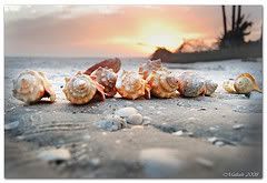 Shells on the Sea Shore Pictures, Images and Photos