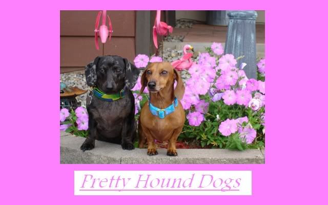 PrettyHounfdDogs.jpg Pretty Hound Dogs image by Fishers_photos