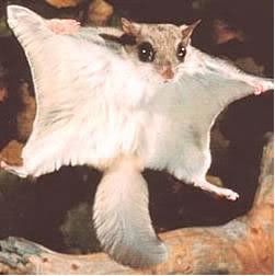 Southern Flying Squirrel Pictures, Images and Photos