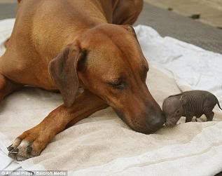 cachorro adota porquinho 1 cachorro adota porquinho 1