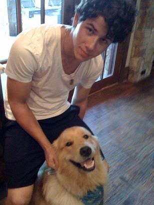 cachorro jonas brothers elvis cachorro jonas brothers elvis