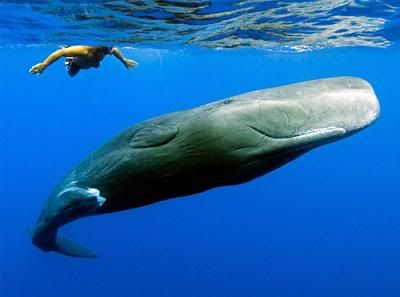 campeonato fotografia nat geo 2 campeonato fotografia nat geo 2