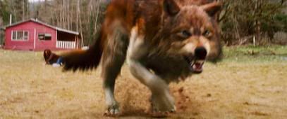 taylor lautner transforma lobo 2 taylor lautner transforma lobo 2