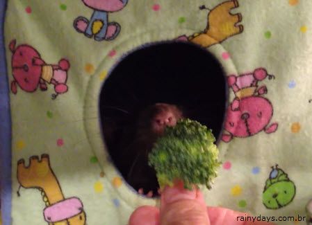 Ratinho se Recusa a Comer Brócolis