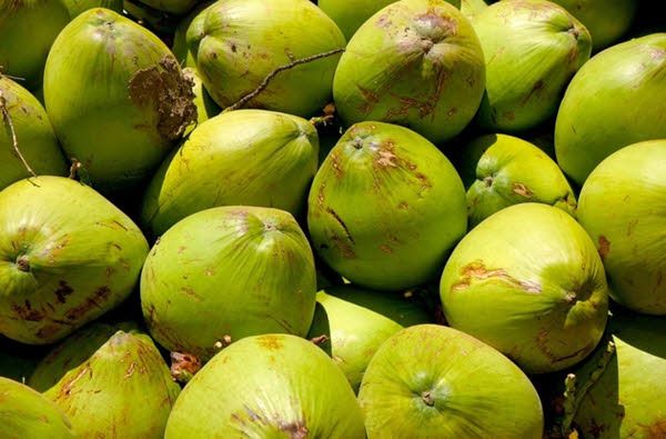 Benefícios da água de coco para a saúde Benefícios da água de coco para a saúde