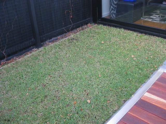 What's wrong with my lawn? *Update*