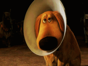 photo 6B04BC98-9EF9-4753-AC17-6B3210F1E68E_zpszg7qi7o9.gif