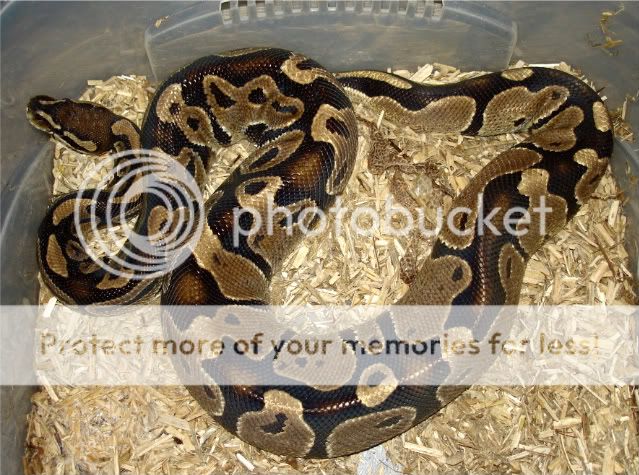 Adult male ball python - Dinker male - Warwick/Midlands | Reptile Forums