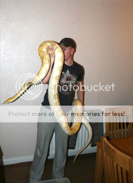 W Midlands - 13ft Male Lavender Albino Reticulated Python | Reptile Forums